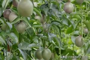 百香果种植成本(他种的百香果不一般，一条枝蔓结120个果，一亩能产6千斤)