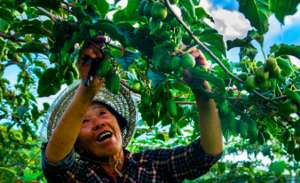 生态果园种植(小浆果大产业，丹东“莓好佳园”把野生软枣猕猴桃做成生态果园)