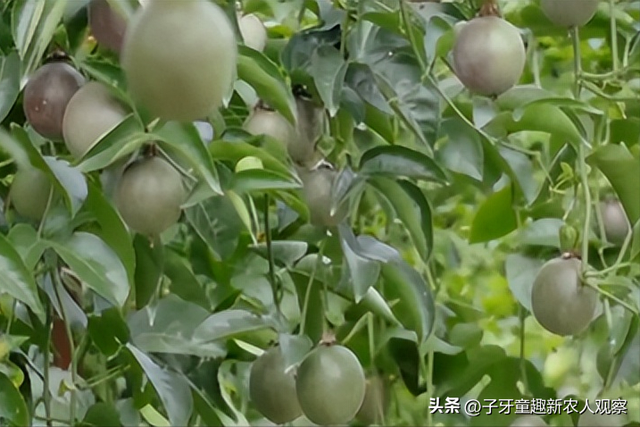 他种的百香果不一般，一条枝蔓结120个果，一亩能产6千斤！