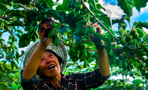 小浆果大产业，丹东“莓好佳园”把野生软枣猕猴桃做成生态果园