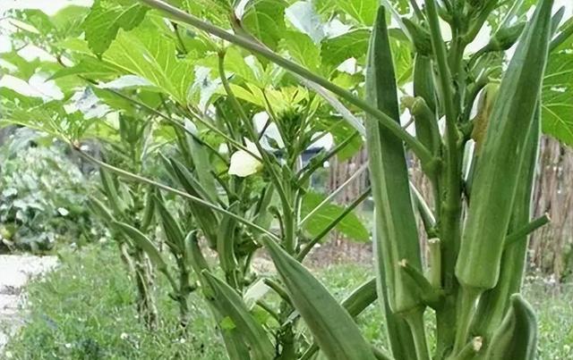 怎么样才能更好的种植黄秋葵？良好的环境是黄秋葵生长的重要因素