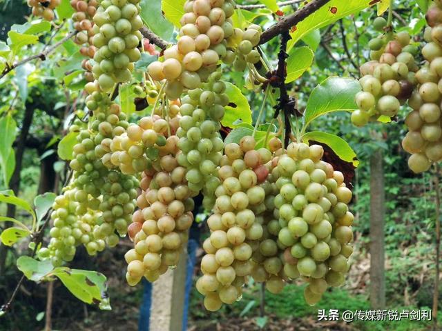 陕南石泉·本草溪谷·五味子种植科研基地成为农旅融合示范园