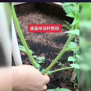 番茄种植管理视频(番茄单双杆整枝方法#番茄种子)