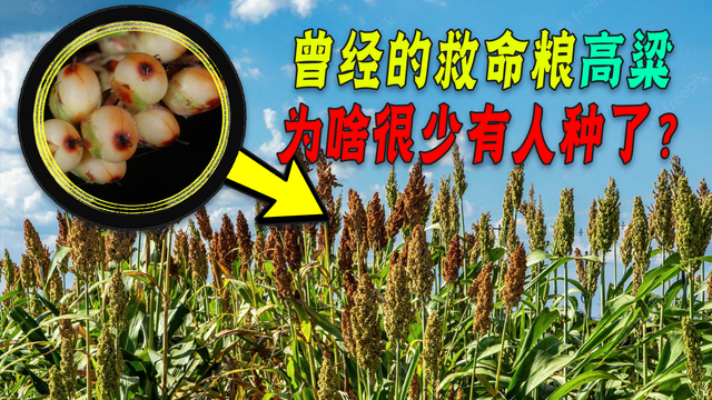 中国农民都不种的高粱，美国为何还要大量种植？他们有啥用？