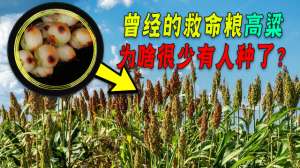 沃土 种植(中国农民都不种的高粱，美国为何还要大量种植？他们有啥用？)