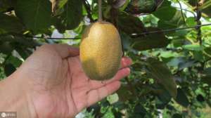 新西兰猕猴桃种植(找不到人？新西兰猕猴桃成熟季节，劳动力短缺成了难题)