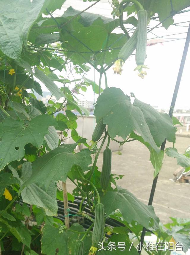 阳台种丝瓜用这个窍门，藤蔓爬到三米长，丝瓜结的多，每天可采摘