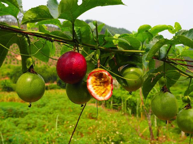 闲置阳台种上这6种水果，养眼好吃易管理，盆栽一年即可挂果！