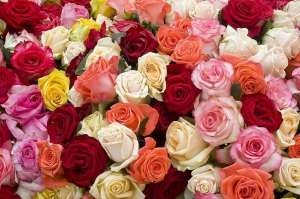 玫瑰花盆栽种植(养玫瑰花需要注意些什么？才能花繁叶茂，1年开花300天。)