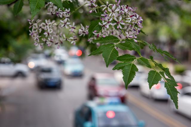 初夏时节  楝树花开满街香