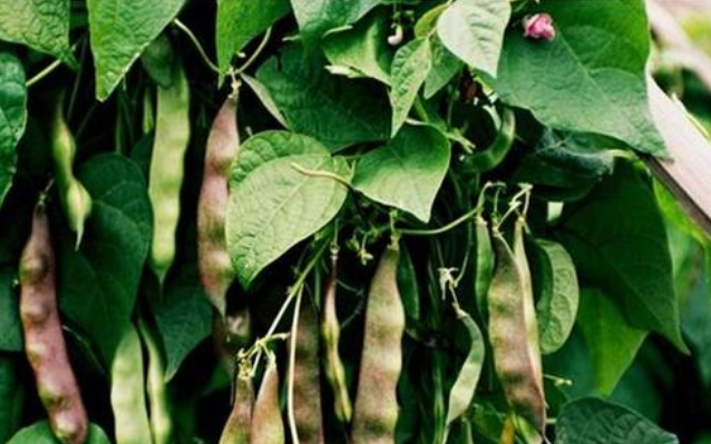 油豆角营养高、口感好，想要种植的人很多，正确的种植方法你会吗