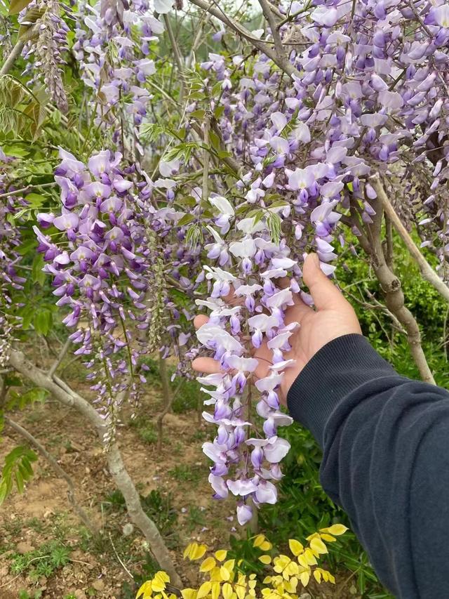 紫藤花怎么种植