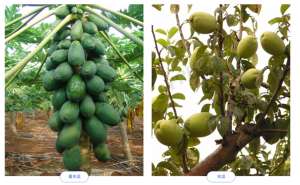 广东番木瓜种植分布(2022年中国番木瓜产业分析简报)