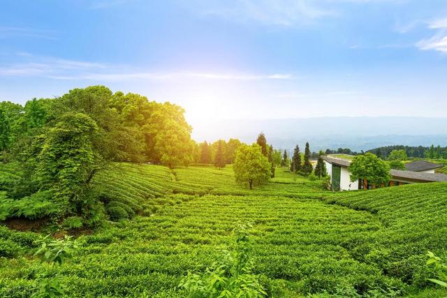 茶叶种植，好好的茶树，茶农们为什么挖了种，种了又挖？