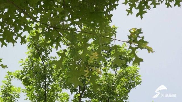 打造独特景观！济南CBD绿化大规模种植“变色”色叶树娜塔栎