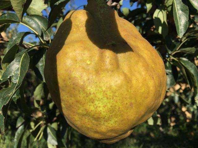 丑梨新品种介绍丑梨苗种植管理技术 丑橘都知道丑梨你知道吗