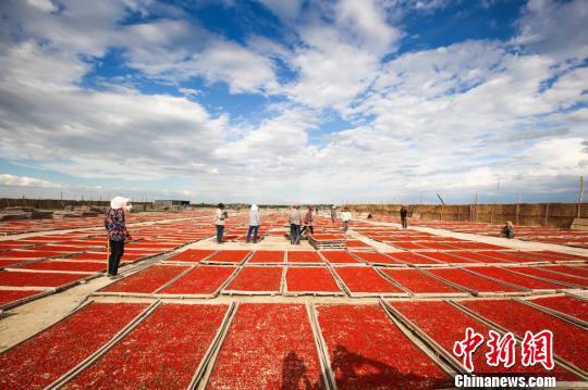 新疆精河17万亩枸杞成熟采摘 红色产业助农民增收