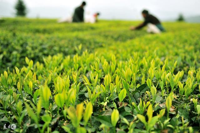 茶叶树的栽培技术