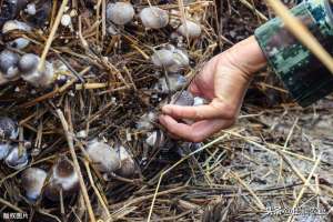 草菇的种植技术(草菇高产种植技术，如何在提高产量的情况下，还要保证质量)