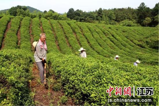 南京高淳生态茶园夏季管护助增收