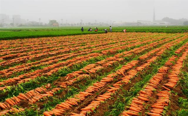 福建晋江：让胡萝卜长出“中国芯”