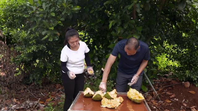 火山岛上种出榴莲味菠萝蜜，从无人问津到供不应求，他是如何做的