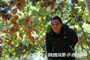 猕猴桃种植效益(视频丨西安59岁果农种6亩猕猴桃 精心管理一亩净挣5000元)