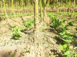 豌豆种植效益(为豌豆“撑腰”助农民增收)