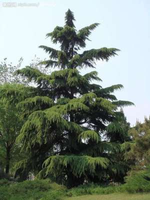 雪松树的种植方法(雪松：高大乔木，树干直立，树冠塔形，四季常绿，极具观赏价值)