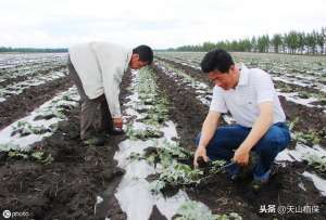 白瓜子的种植(北疆打瓜高产种植技术)