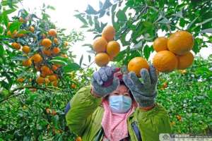 广西果种植(2022年广西柑橘产量超1770万吨 “武鸣沃柑”年产值超百亿元)