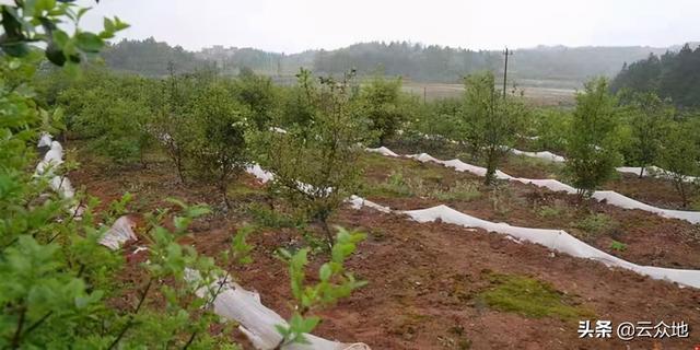 油茶幼林套种西瓜，每亩可增收数千元，高产栽培掌握5个技术要点