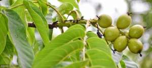 怎么种植核桃树(核桃树栽种技术：核桃树如何选苗？栽种过程需要注意什么？)