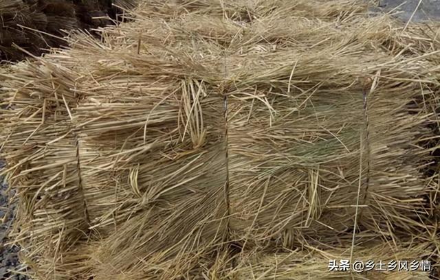 稻草种平菇，用这个新方法，技术简便，成功率高，在露天就能种