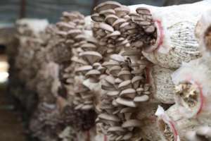 食用菌蘑菇种植(赤松茸、平菇陆续上市 顺义食用菌每日供应量达5000公斤)