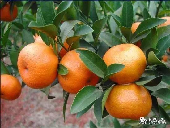 3个柑橘品种，极有可能被市场抛弃！如果再扩种，有可能血本无归
