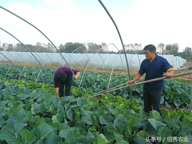 今年这种蔬菜每亩净赚6000元，种植户纷纷跟风种植，如何规避风险
