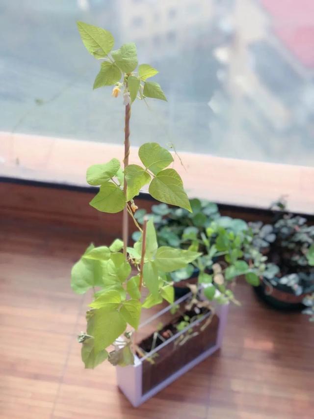 盆栽豌豆：不仅花好看，生长速度快，还一年四季都可以播种哦！