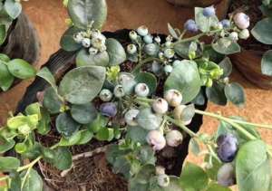 蓝莓树种植与管理技术(家庭养殖蓝莓，记住4个要点，植株坐果多多，长得枝叶茂密)