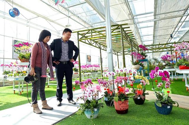 上海种植基地直销花市火了，年宵花卉品多价优，蝴蝶兰人气最高