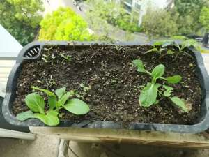 水芹菜的阳台种植方法(播种正当时，居家如何打造阳台“菜园”？)