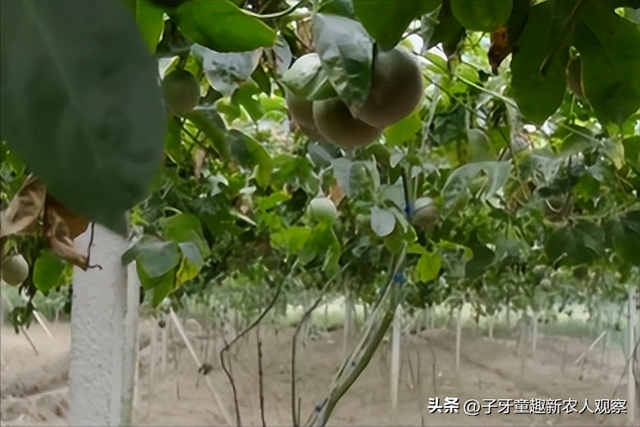他种的百香果不一般，一条枝蔓结120个果，一亩能产6千斤！