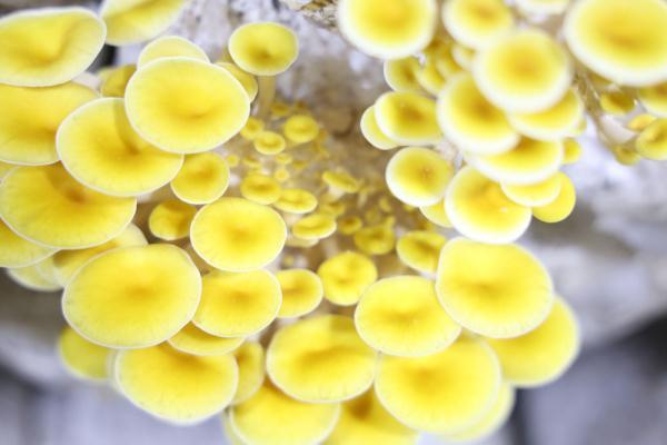 河北邢台南和区：小蘑菇开出“致富花”