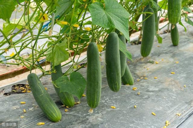 知道黄瓜种植全过程，掌握这些技巧，黄瓜味足，产量又高
