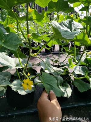 盆栽香瓜的种植方法(又到一年阳台种菜时，看看盆栽甜瓜西瓜茄子西红柿豆角怎么种)