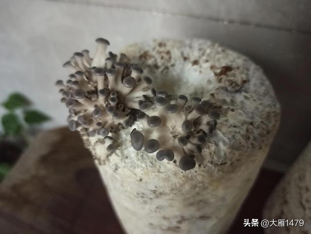 如何种植蘑菇？
