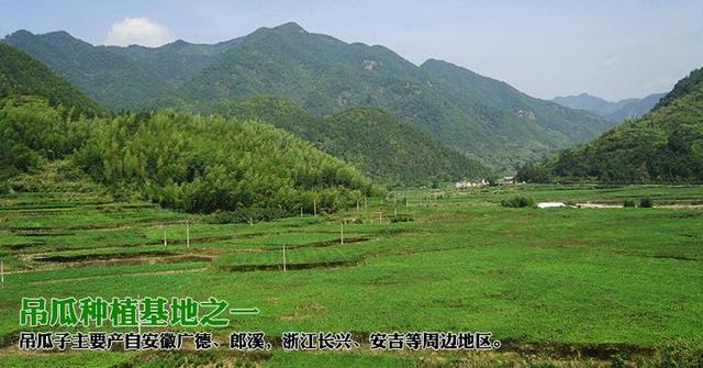 长江流域子用吊瓜高产高效栽培技术