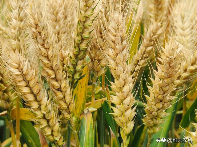 这个小麦品种，在河南种植面积最大，今年还能不能种