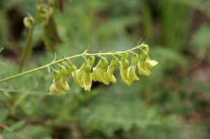 黄芪怎么种植技术(生长于山沟的野生杂草，堪比人参的补气佳品，黄芪的科学种植方法)