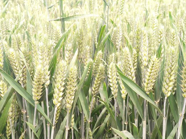 全国15个小麦主导品种，适合哪里种植？看完心中有数